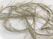 Eyelash Light Khaki Green