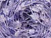 Butterfly White Lilac